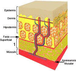 Esquema Anat�mico